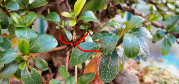azalea bonsai pruning